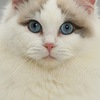 a_lyuba