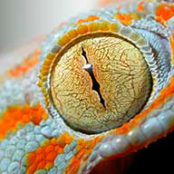 С_Лушенкова