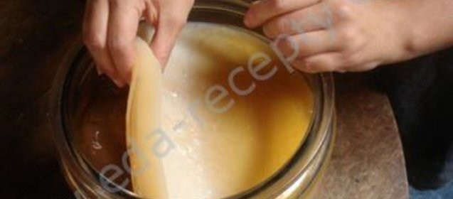 Чайный гриб