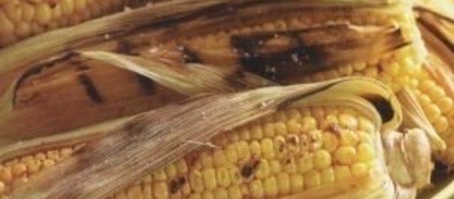 Торт «Идеал» для микроволновой печи с конвекцией