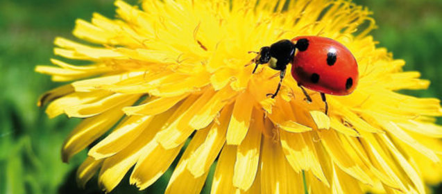 Коктейль «Сладкие мечты»